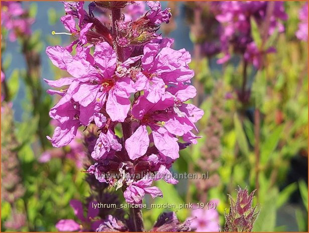 Lythrum salicaria 'Morden Pink' | Kattenstaart | Blutweiderich