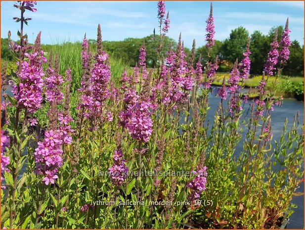 Lythrum salicaria 'Morden Pink' | Kattenstaart | Blutweiderich