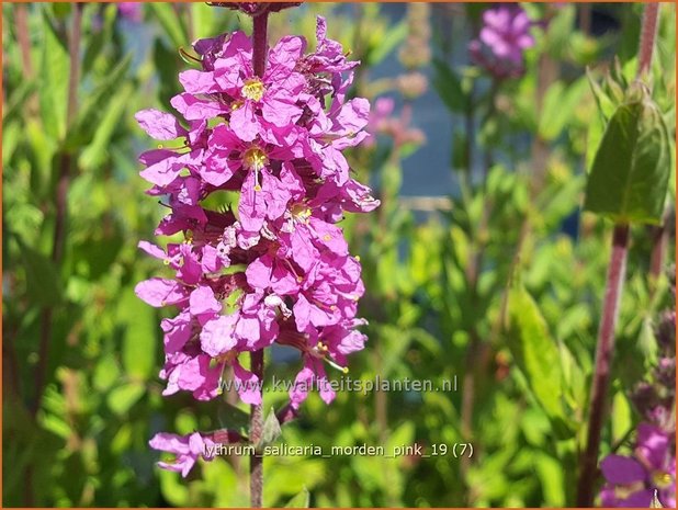 Lythrum salicaria 'Morden Pink' | Kattenstaart | Blutweiderich