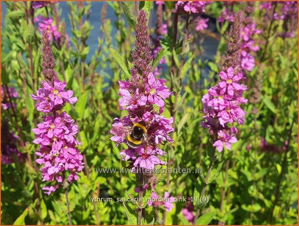 Lythrum salicaria 'Morden Pink' | Kattenstaart | Blutweiderich