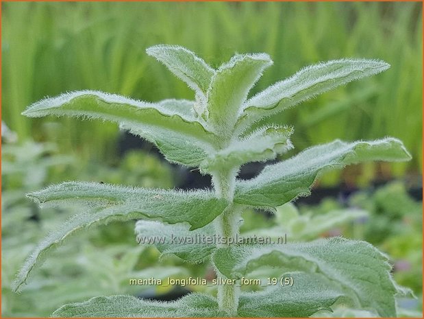 Mentha longifolia 'Silver Form' | Hertsmunt, Bosmunt, Munt | Ro&szlig;-Minze