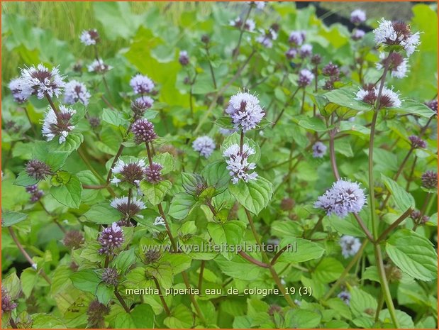 Mentha piperita 'Eau de Cologne' | Pepermunt, Munt | Pfefferminze
