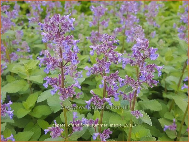 Nepeta grandiflora 'Summer Magic' | Kattenkruid | Gro&szlig;bl&uuml;tige Katzenminze