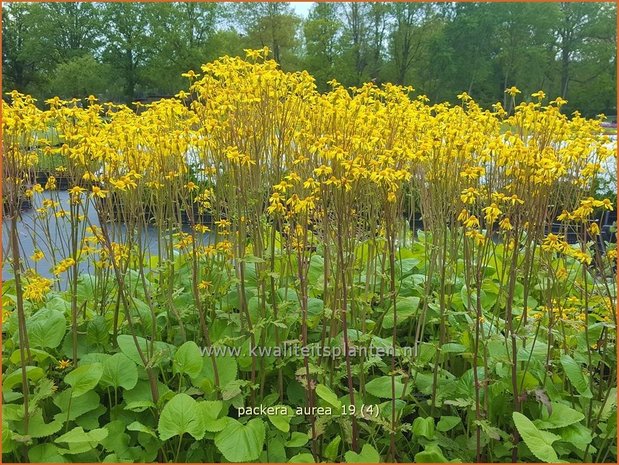 Packera aurea | Goudgeel kruiskruid, Kruiskruid | Goldene Kreuzkraut