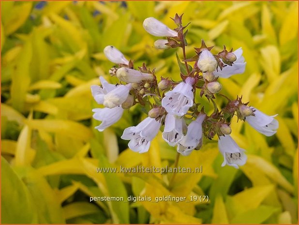 Penstemon digitalis 'Goldfinger' | Slangenkop, Schildpadbloem | Fingerhutförmiger Bartfaden