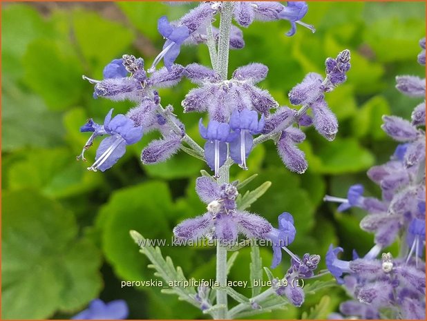 Perovskia atriplicifolia 'Lacey Blue' | Russische salie, Blauwspirea, Reuzenlavendel | Meldebl&auml;ttrige Blau