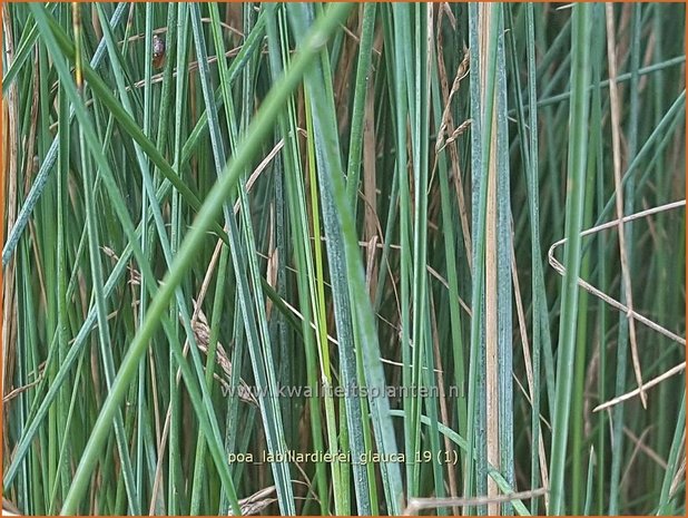 Poa labillardierei 'Glauca' | Blauw beemdgras, Beemdgras | Hechtblaues Rispengras