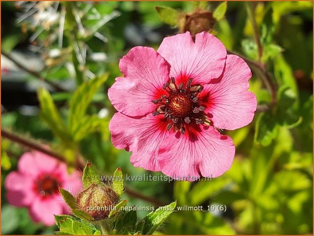 Potentilla nepalensis 'Miss Willmott' | Ganzerik | Nepal-Fingerkraut