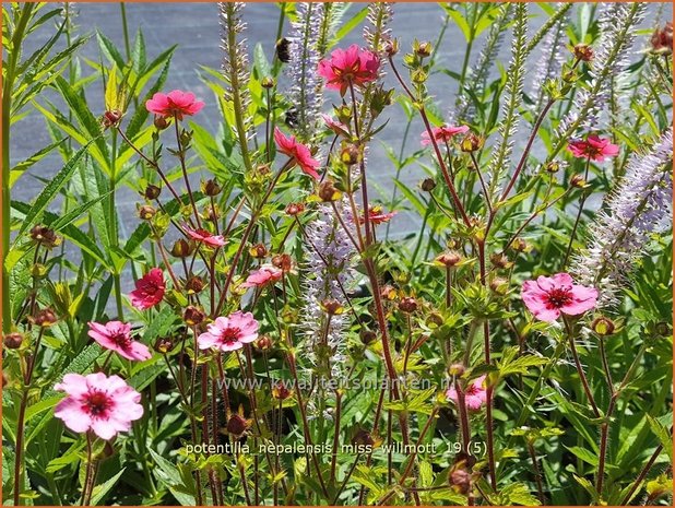 Potentilla nepalensis 'Miss Willmott' | Ganzerik | Nepal-Fingerkraut