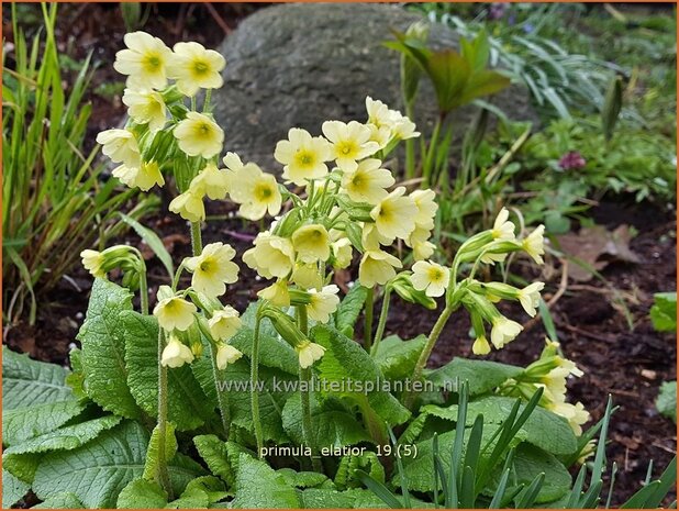 Primula elatior | Slanke sleutelbloem, Sleutelbloem | Waldschlüsselblume