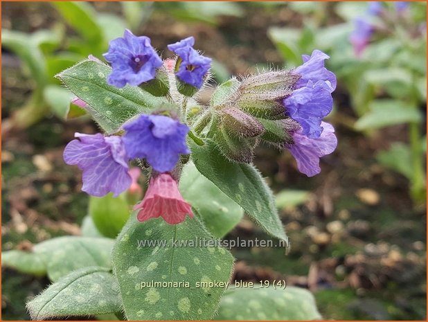 Pulmonaria 'Smokey Blue' | Longkruid | Lungenkraut