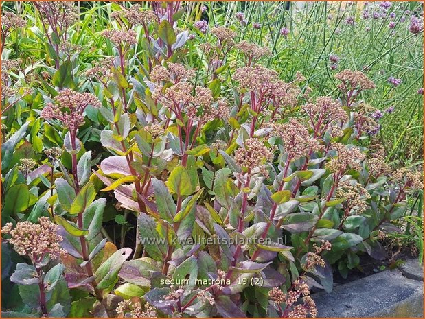 Sedum 'Matrona' | Hemelsleutel, Vetkruid | Fettblatt