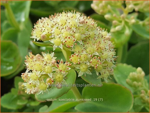 Sedum spectabile 'Sunkissed' | Hemelsleutel, Vetkruid | Ansehnliches Fettblatt