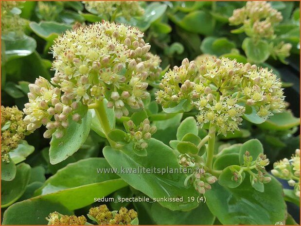 Sedum spectabile 'Sunkissed' | Hemelsleutel, Vetkruid | Ansehnliches Fettblatt