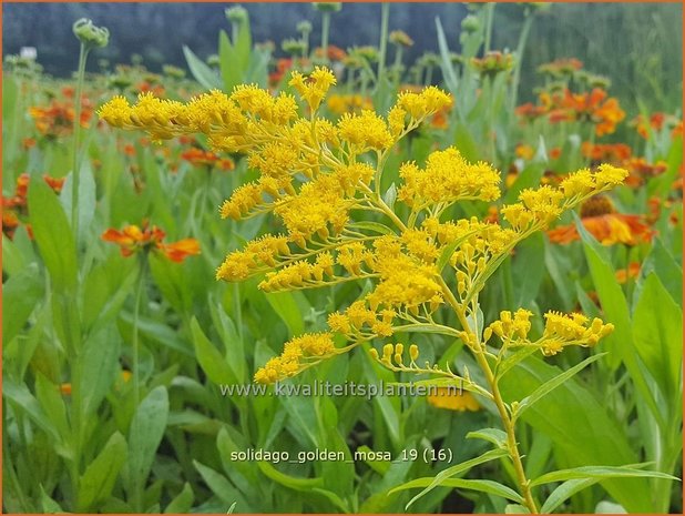 Solidago 'Golden Mosa' | Guldenroede | Goldrute