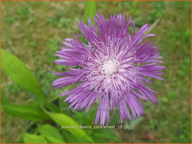 Stokesia laevis &#x0027;Colorwheel&#x0027; | Korenbloemaster | Kornblumenaster