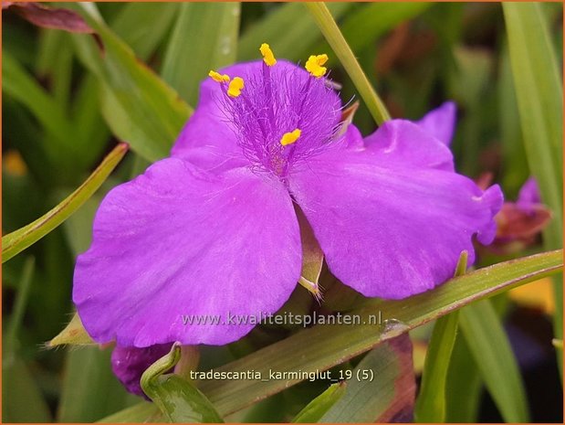 Tradescantia 'Karminglut' | Eendagsbloem, Vaderplant, Matrozensla | Dreimasterblume