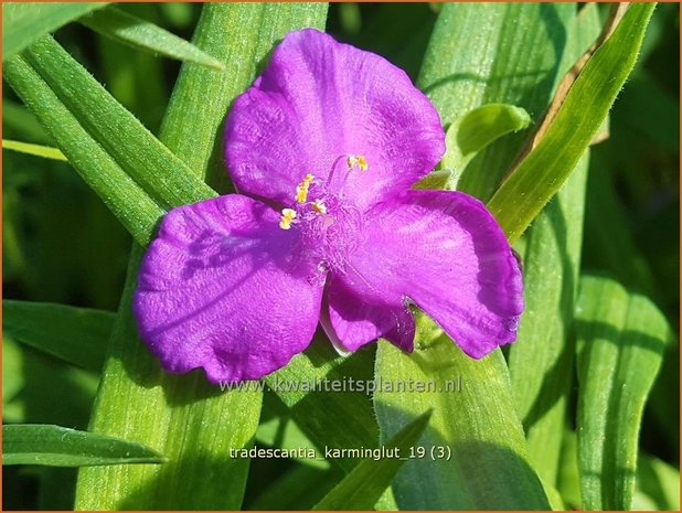 Tradescantia 'Karminglut' | Eendagsbloem, Vaderplant, Matrozensla | Dreimasterblume