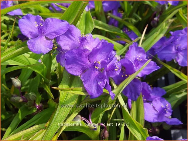 Tradescantia 'Purewell Giant' | Eendagsbloem, Vaderplant, Matrozensla | Dreimasterblume