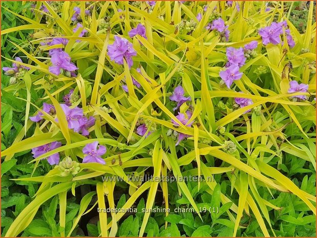 Tradescantia &#x0027;Sunshine Charm&#x0027; | Eendagsbloem, Vaderplant, Matrozensla | Dreimasterblume