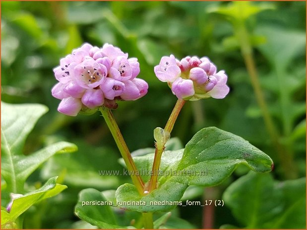 Persicaria runcinata 'Needham's Form' | Duizendknoop | Knöterich