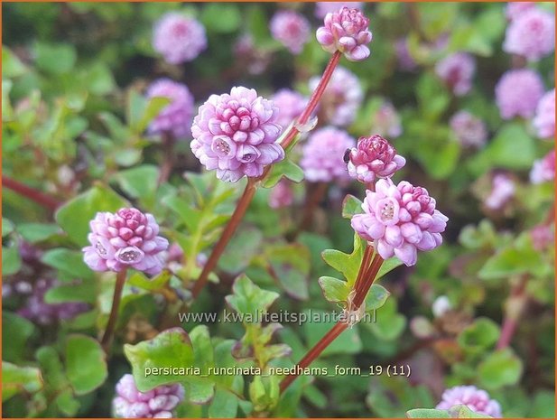 Persicaria runcinata 'Needham's Form' | Duizendknoop | Knöterich