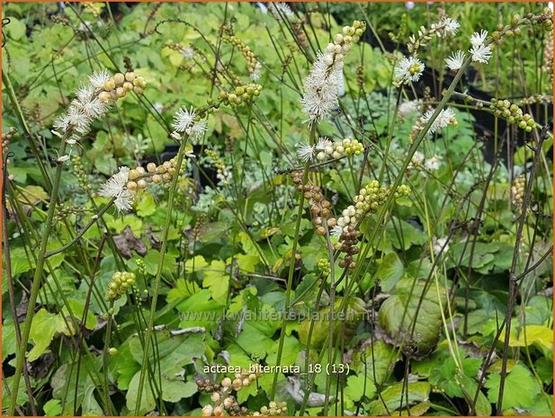 Actaea biternata | Zilverkaars, Oktoberkaars, Christoffelkruid | Christophskraut