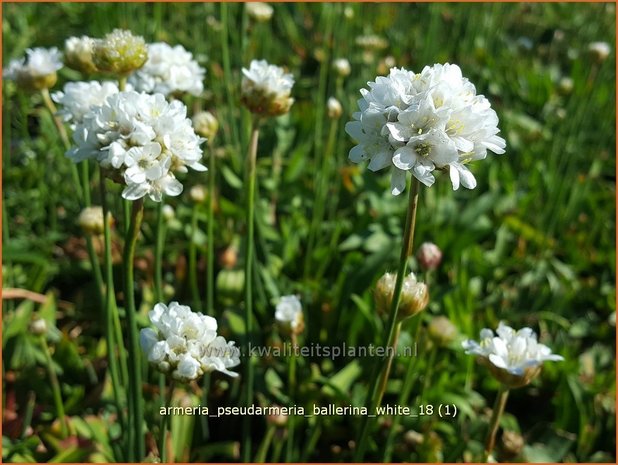 Armeria pseudarmeria 'Ballerina White' | Engels gras | Breitblättrige Grasnelke