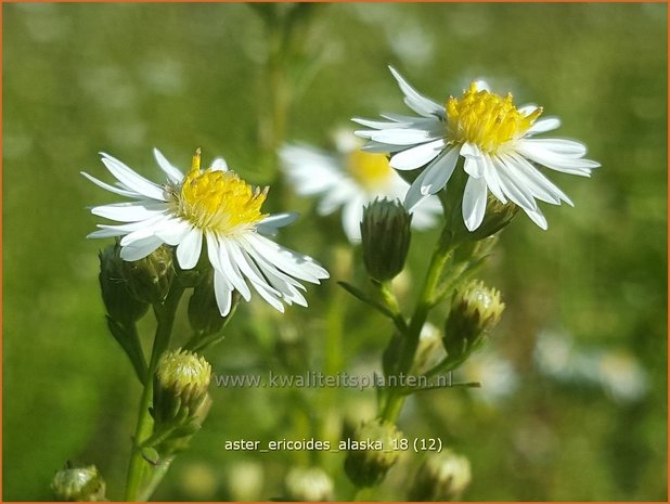 Aster ericoides 'Alaska' | Heideaster, Sluieraster, Aster | Heide-Aster