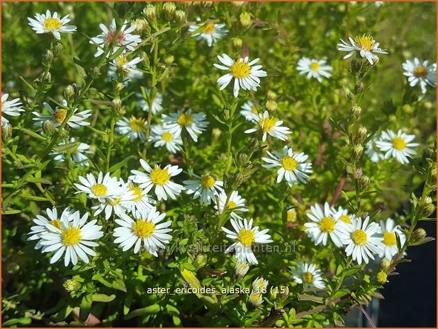 Aster ericoides 'Alaska' | Heideaster, Sluieraster, Aster | Heide-Aster