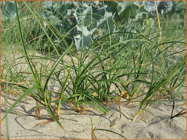 Carex arenaria | Zandzegge, Zegge | Strandsegge