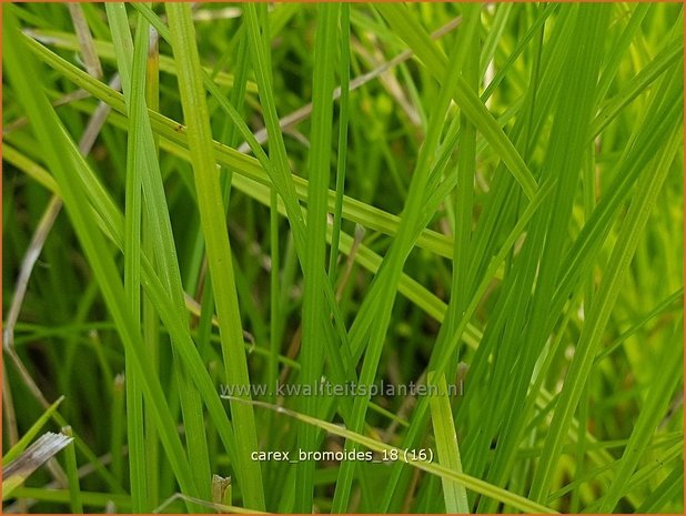 Carex bromoides | Zegge | Segge