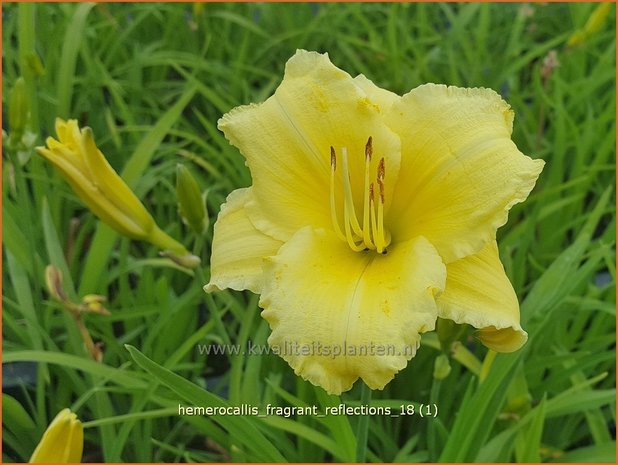 Hemerocallis 'Fragrant Reflection' | Daglelie | Taglilie