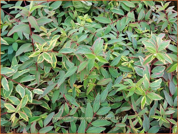 Hypericum moserianum 'Tricolor' | Hertshooi | Hohes Johanniskraut