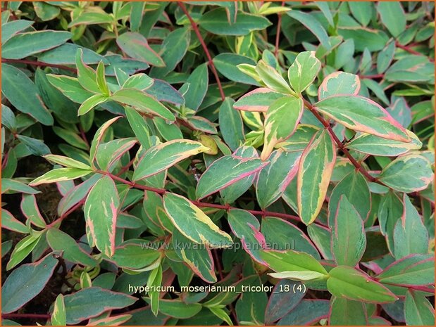 Hypericum moserianum 'Tricolor' | Hertshooi | Hohes Johanniskraut