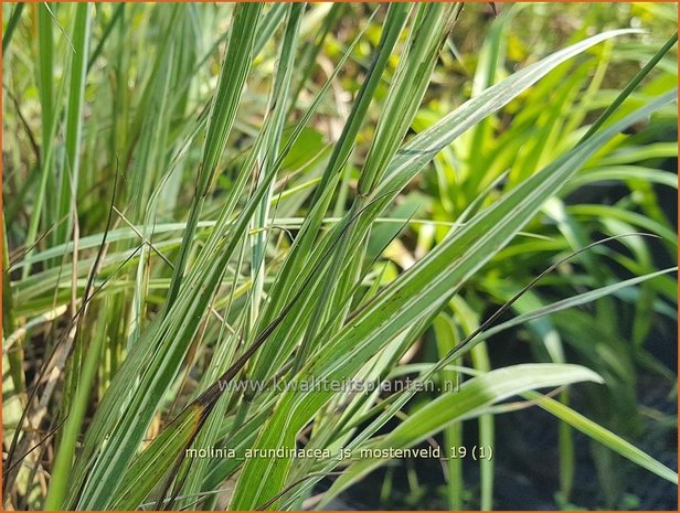 Molinia arundinacea 'JS Mostenveld' | Pijpenstrootje | Hohes Pfeifengras