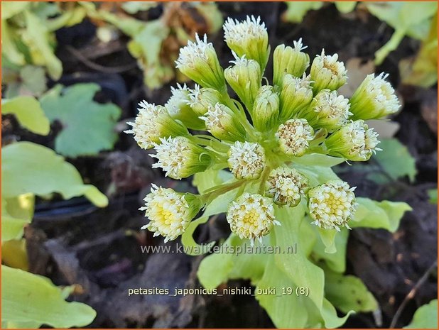 Petasites japonicus 'Nishiki-Buki' | Japans hoefblad, Allemansverdriet, Pestwortel, Hoefblad | Japanische Pestwur