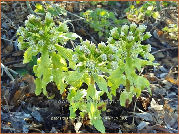 Petasites japonicus 'Nishiki-Buki' | Japans hoefblad, Allemansverdriet, Pestwortel, Hoefblad | Japanische Pestwur