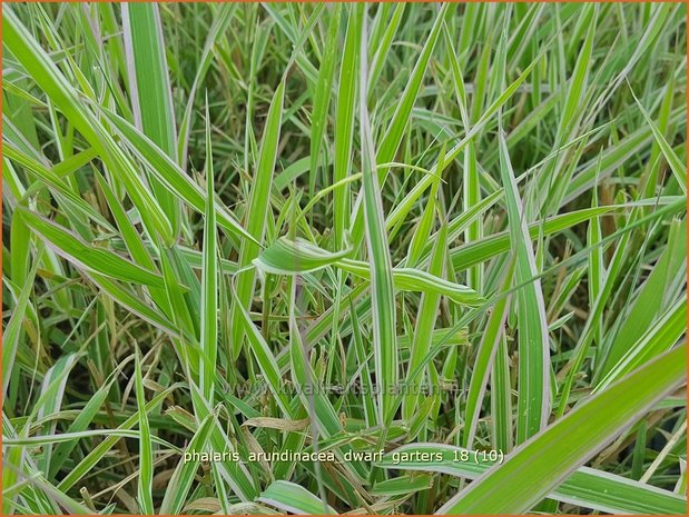 Phalaris arundinacea 'Dwarf Garters' | Rietgras, Kanariegras | Rohrglanzgras