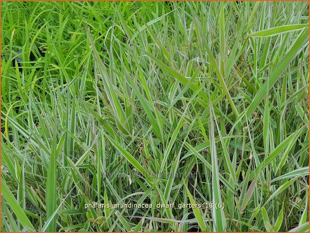 Phalaris arundinacea 'Dwarf Garters' | Rietgras, Kanariegras | Rohrglanzgras