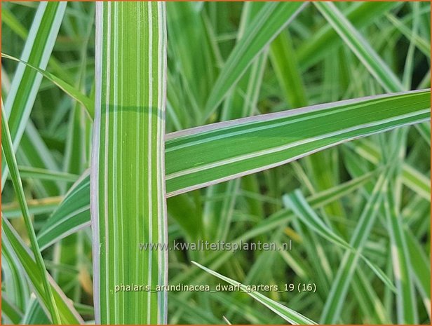 Phalaris arundinacea 'Dwarf Garters' | Rietgras, Kanariegras | Rohrglanzgras