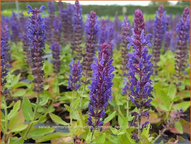 Salvia nemorosa 'Sensation Compact Deep Blue' | Bossalie, Salie, Salvia | Steppensalbei