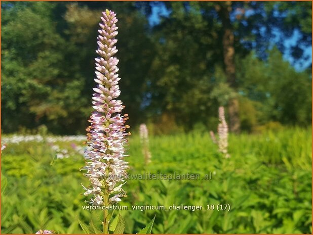 Veronicastrum virginicum 'Challenger' | Virginische ereprijs, Zwarte ereprijs, Naaldereprijs | Kandelaberehrenpreis |