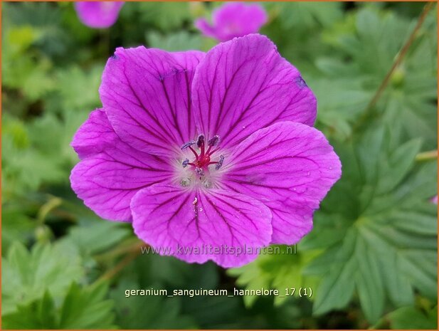 Geranium sanguineum 'Hannelore' | Bermooievaarsbek, Ooievaarsbek, Tuingeranium, Geranium | Blut-Storchschnabel | Bloo