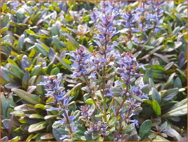 Ajuga reptans 'Mini Mahogany' | Zenegroen | Kriechender G&uuml;nsel