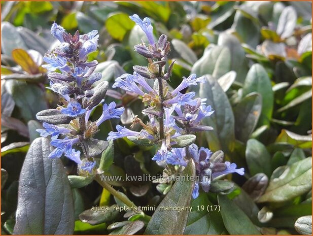 Ajuga reptans 'Mini Mahogany' | Zenegroen | Kriechender G&uuml;nsel