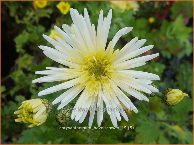 Chrysanthemum 'Havelschwan' | Tuinchrysant, Chrysant | Herbstchrysantheme