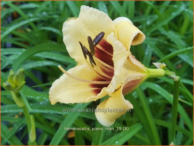 Hemerocallis 'Piano Man' | Daglelie | Taglilie