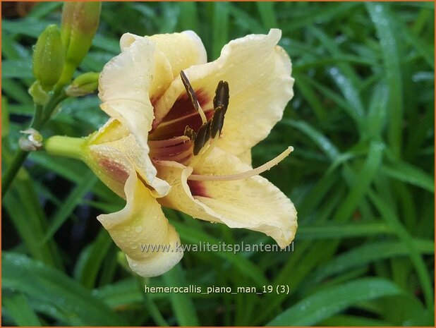 Hemerocallis 'Piano Man' | Daglelie | Taglilie