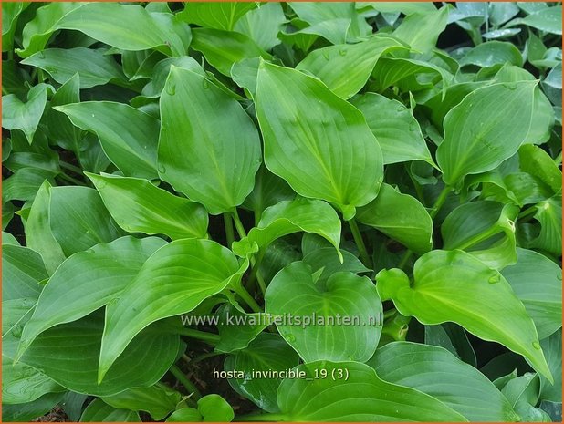 Hosta 'Invincible' | Hosta, Hartlelie, Funkia | Funkie